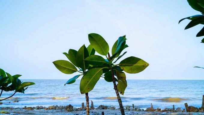 Pantai Mangrove Rute Menuju Lokasi Dan Harga Tiket Masuk