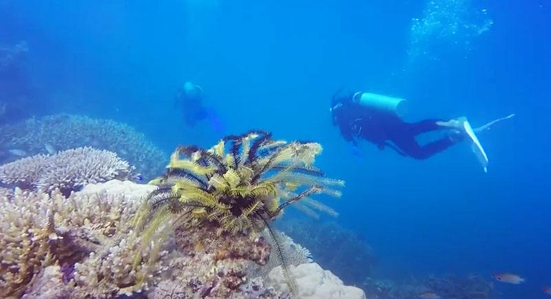 Diving Di Pantai Pulau Sintok