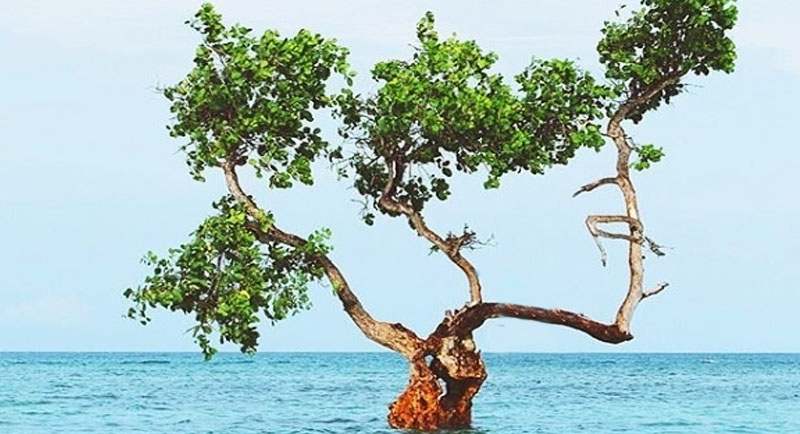 Pohon Jomblo Di Pantai Lunda Lima