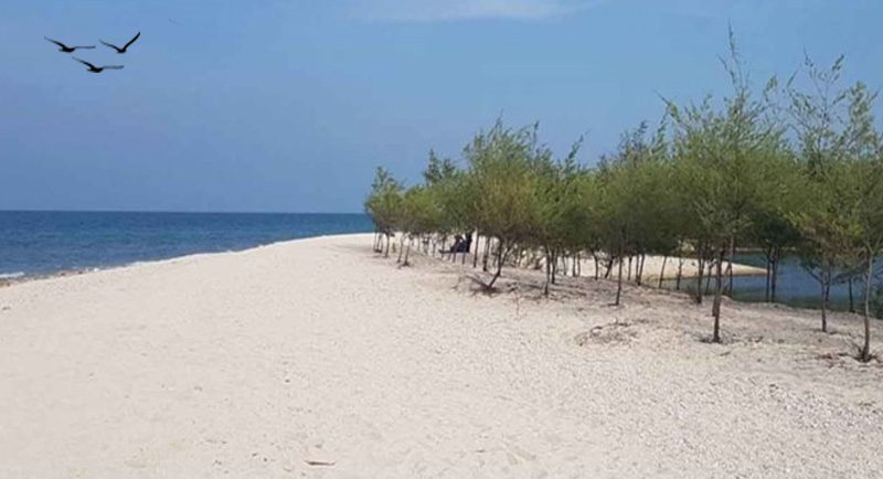 Pantai Mangrove Tuban Jawa Timur