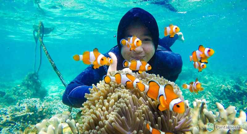 Snorkeling Di Pantai Pasir Putih Pahawang Lampung
